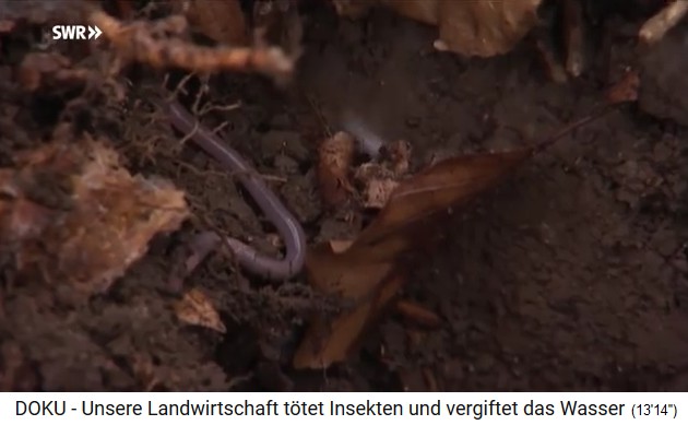 German forest soil
                                  with earthworms
