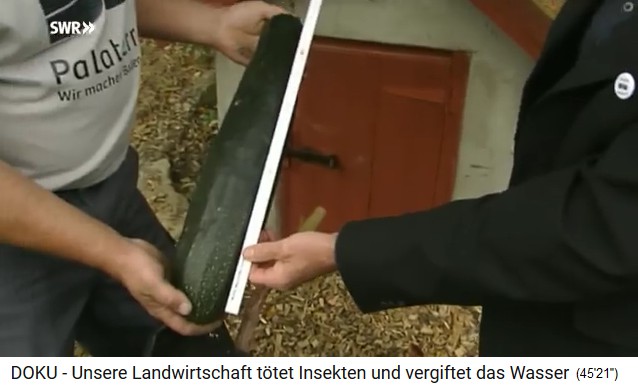 Hengstbacher Hof with
                              Terra Preta earth with giant vegetables,
                              e.g. courgettes