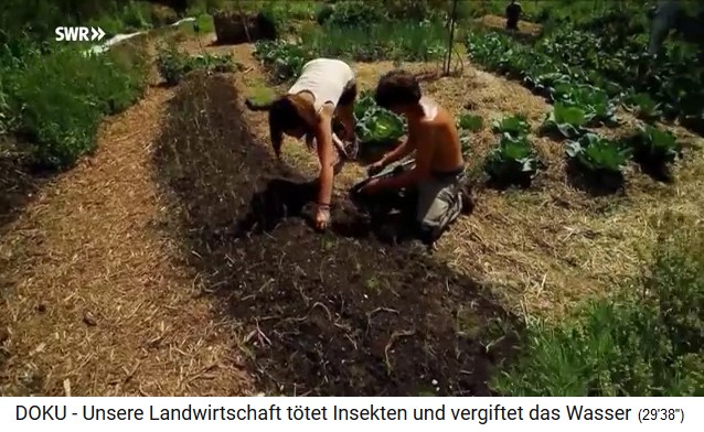 Permaculture farm "Bec
                              Hellouin" (Normandy), seedlings are
                              planted on a hill bed 02