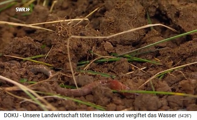 humus soil with an
                                        earthworm