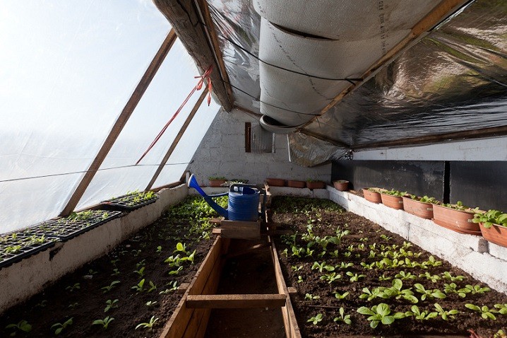 Aqu�
                          est� el interior del invernadero de bajo
                          tierra en Mongolia mostrado arriba. Hay un
                          pasillo pare el aire fr�o, por lo que el
                          manejo de plantas y la cosecha salen en la
                          posici�n parada. En un clima fr�o, las paredes
                          deben mostrar al norte, al este y oeste y
                          deber�an ser bien aisladas, al igual es la
                          mitad del techo orientado al norte.