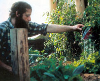 Bilden visar designen för ett
                          dödhus växthus av Mike Oehler. Han lägger till
                          en kall luftdike till växthuset. Så han kan
                          bevattna växterna medan de står och skördar
                          dem.