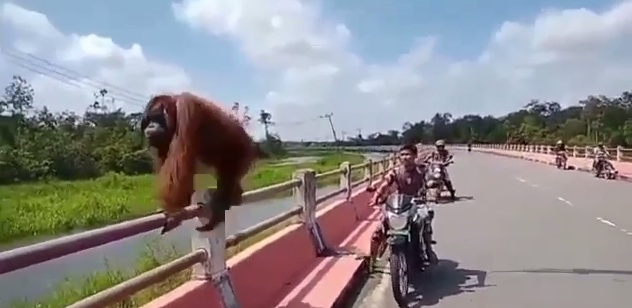 Indonesien: Orang Utan
                          auf Br�ckengel�nder