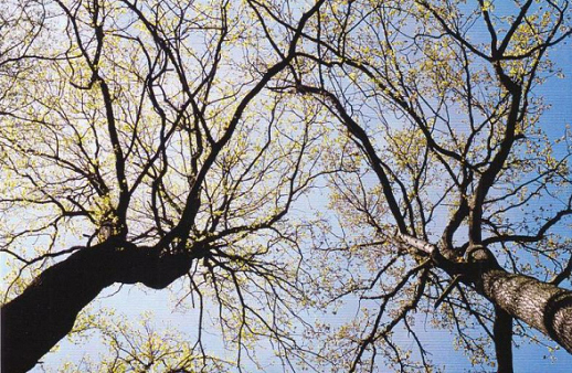 Auenwald der Langen Erlen, Baumbild mit
                          Baumkronen mit spriessenden Bl�ttern