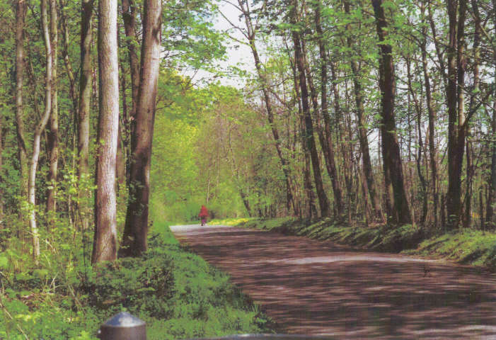 Auenwald der Langen Erlen, Waldweg