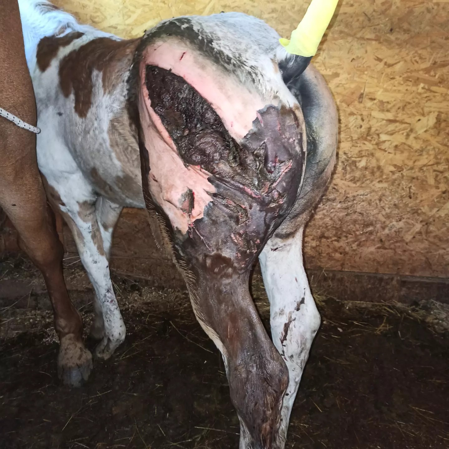 Italien Trentino: B�r greift Pferd an 02