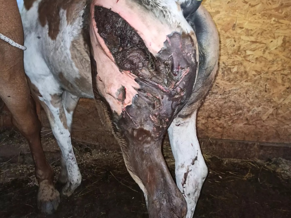 Italien Trentino: B�r greift Pferd an 01
