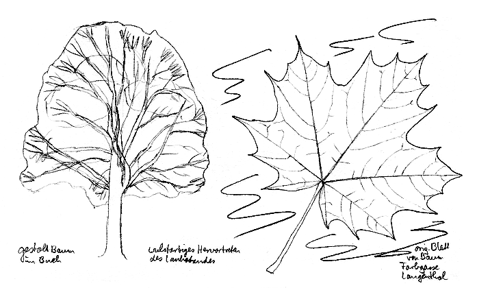 Spitzahorn, Blatt und Gestalt
