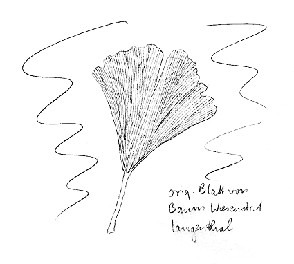 Baum: Ginkgo (Silberbaum, M�dchenhaarbaum), Blatt