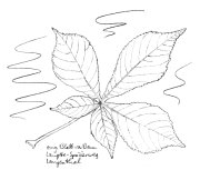 Gemeine Rosskastanie