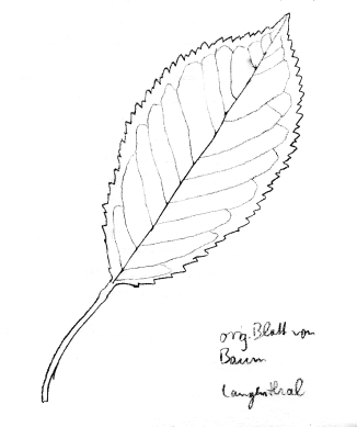 Kirschbaum, Blatt
