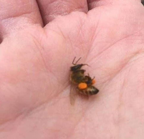 Pestizide t�ten Bienen in
                Bramberg am Wildkogel (�sterreich) am 17.4.2024:
                L�wenzahn war mit Pestiziden bespr�ht - Biene tot
