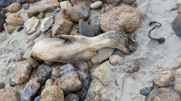Kalifornien, verhungertes
                Seehundebaby