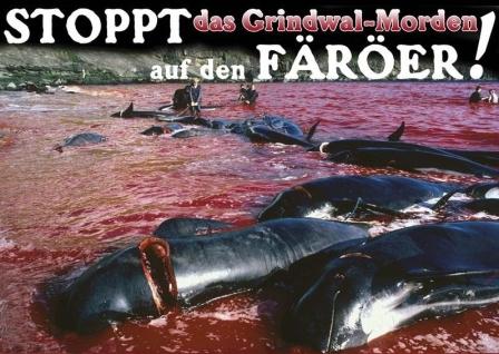 Mit einer
                  Treibjagd werden auf den F�r�er-Inseln allj�hrlich
                  Grindwale in eine Bucht getrieben und dort
                  abgeschlachtet bzw. durch Verbluten brutal
                  gesch�chtet, und die ganze Bucht wird rot.