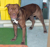 Uno de los tres
                        Pitbulls Terrier que mat� Selim en Oberglatt en
                        2005 [40]