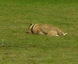 Caso Volkan, el
                        Pitbull matado [26]