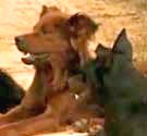 El caso de la pareja Schweder de
Oglethorpe (Georgia), unos perros (01) El caso de la pareja
Schweder de Oglethorpe (Georgia), unos perros
(01)