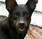El
                        caso de la pareja Schweder de Oglethorpe
                        (Georgia), unos perros (01, 02) [82]
