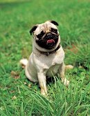 Un perro de casa, un
                        Pug, muy peque�o, no m�s grande que un zapato