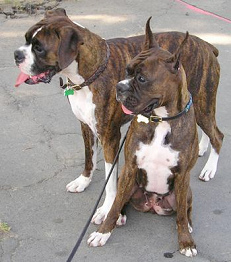 Perro de caza
              B�xer alem�n [45]