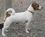 Ein agressiver Jagdhund, der
                        Jack Russell Terrier