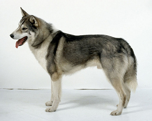 Perro de
              caza, p.e. una Laika de Siberia de Rusia,
              "Zapadno-Sibirska�a-La�ka"