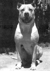 Perro
                        de pelea "Cordob�s" [54], una cruce
                        entre Bullterrier, B�xer, Mastin, y Bulldog en
                        Argentina [79]; hoy (2010) es extinguido esa
                        raza destructiva [80], gracias a Dios [4]