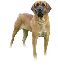 Perro de pelea de
                        Jap�n, Tosa Inu [58]