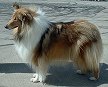 In geschlossenen H�usern
                        wird auch der Wachhund Schottischer Collie
                        aggressiv