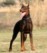 Die
                        Hunderasse Dobermann ist ein aggressiver
                        Wachhund, gar nichts f�r geschlossene
                        Privath�user