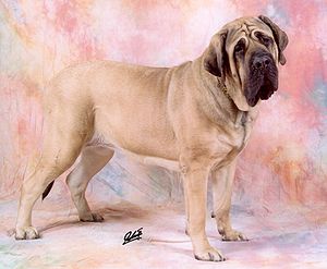 Perro
              guardi�n agresivo Mastiff [52]