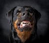 Die Hunderasse Rottweiler
                        ist ein guter Wachhund zur Herdenhaltung gegen
                        B�ren, aber in geschlossenen H�usern sehr
                        aggressiv