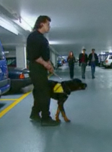 Perro guardi�n
                        Rottweiler (04), con un servicio de
                        "seguridad" [34]