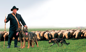 Perros pastor con reba�o