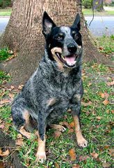 Der
Australische Herdenhund ("Australian Cattle
Dog") kann auch aggressiv werden. Der Australische
Herdenhund ("Australian Cattle Dog")
kann auch aggressiv werden.