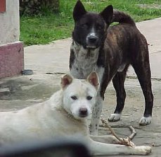 Perros de la calle
                        en Bali (Indonesia) [110]