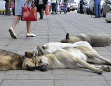 Perros de la calle
                        en Mosc� [108]