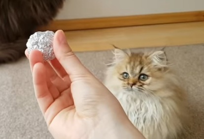 Cat toy: aluminum
                        ball made of aluminum foil makes cats running