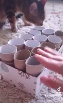 Cat food in a roll
                  box