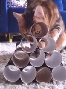 cat food in a roll pyramid