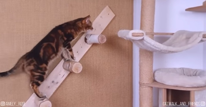 Cat on a cat ladder
                      being fixed on a room wall with a cat tree