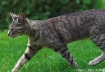 Hauskatze draussen beim Jagen 3
                              Stunden, Wildkatzen 10 Stunden pro Tag