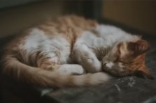 Katze
                      schl�ft zusammengezogen