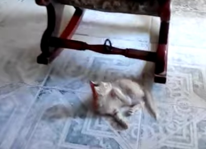 Katze spielt
                  mit Pendelring