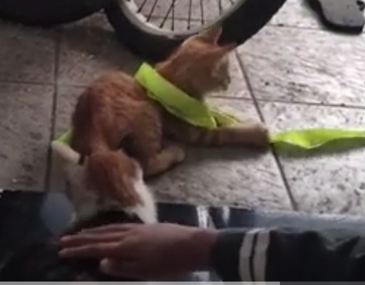 Katze spielt
                      mit Band