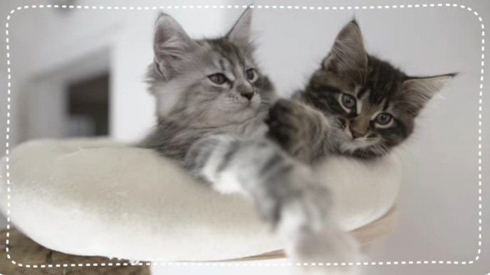 2 Katzen auf einem
                      Katzenbaum haben eine sch�ne Aussicht