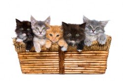 Katzen im Korb: Die Katzen sind
                          nicht nur eigenwillig, sondern sie sind auch
                          dankbar, und im Zweifelsfall wecken sie
                          gef�hrdete Menschen, die im Tiefschlaf eine
                          Gefahr nicht bemerken...