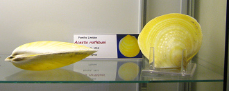 Acesta
                          rathbuni