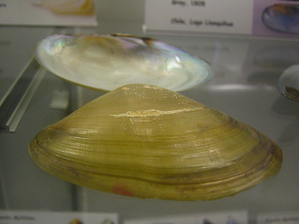 Diplodon chilensis, primer plano