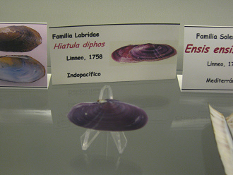 Hiatuta
                          diphos